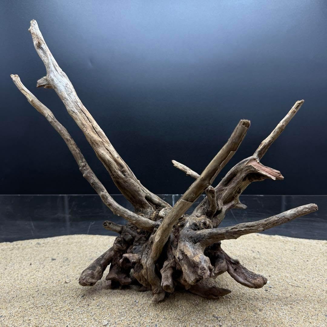 MSRW-6625 特大天然流木1点物 スリムウッド アクアリウム MSRW-6625